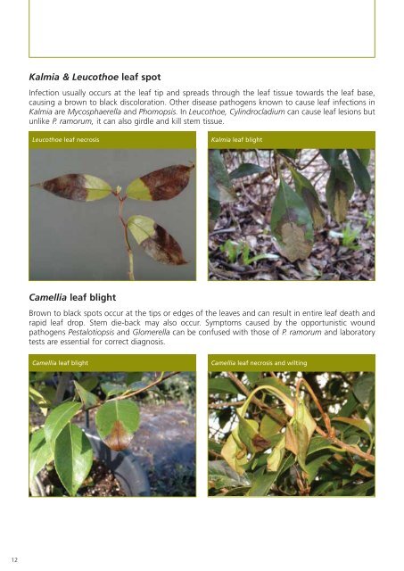 Phytophthora ramorum - The Food and Environment Research ...