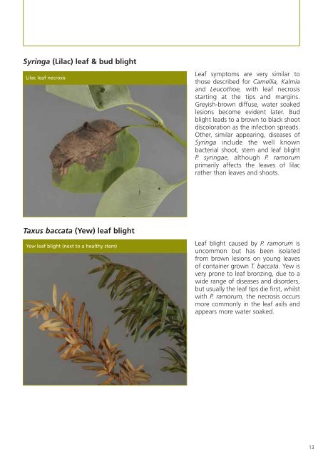 Phytophthora ramorum - The Food and Environment Research ...