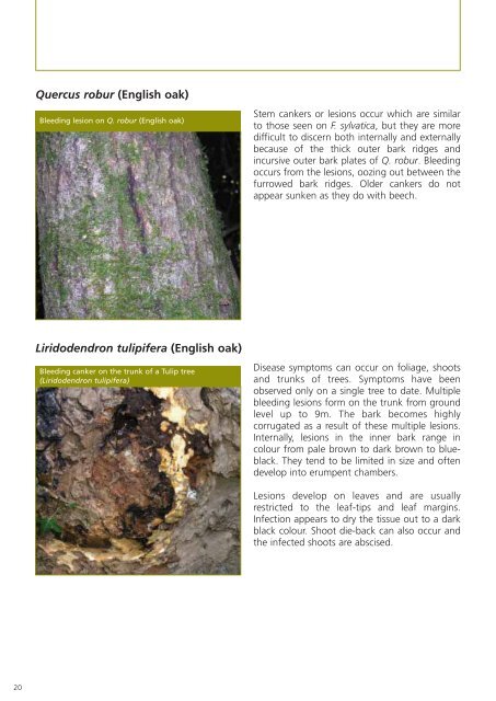 Phytophthora ramorum - The Food and Environment Research ...