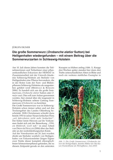 Die große Sommerwurz (Orobanche elatior Sutton) - Natur- und ...
