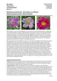 GlockenblumeHeimische Wiesenblume2000 Korn SaatgutCampanula patula