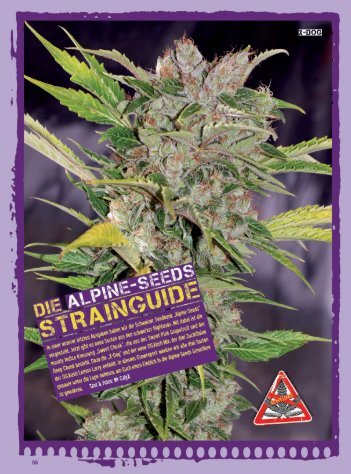 THCene: Strains - Alpine Seeds