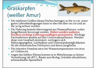 Graskarpfen (weißer Amur) - integra-fishing