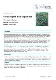 Kulturinfo Ceratostigma plumbaginoides - Florensis