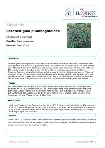 Kulturinfo Ceratostigma plumbaginoides - Florensis