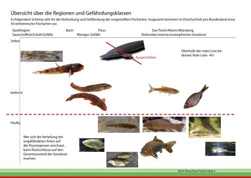 Fischarten Deutschland - Fischbroschüre