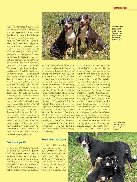 Der Appenzeller Sennenhund - Schweizer Hunde Magazin