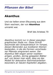 Pflanzen der Bibel Akanthus - Bibelgarten Korb