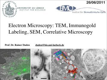 Electron Microscopy: TEM, Immunogold Labeling, SEM, Correlative ...