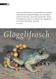 18-21 Gloegglifrosch - Natürlich