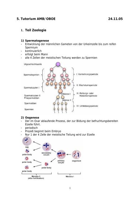 5. Tutorium AMB/OBOE 24.11.05 1. Teil Zoologie