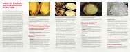 Bakterielle Ringfäule – Quarantänekrankheit der Kartoffel