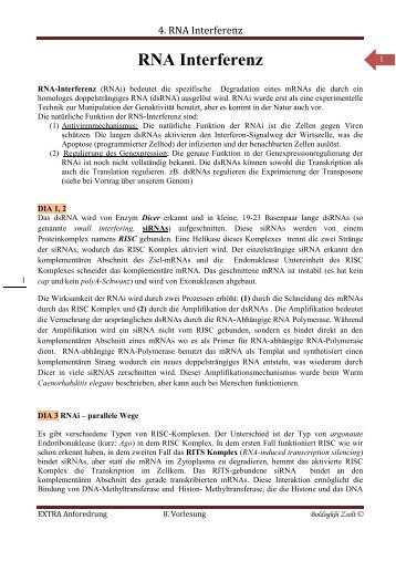 4. RNA Interferenz.word.pdf