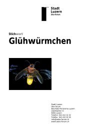 Glühwürmchen Zweite Zeile - öko-forum Umweltberatung Luzern