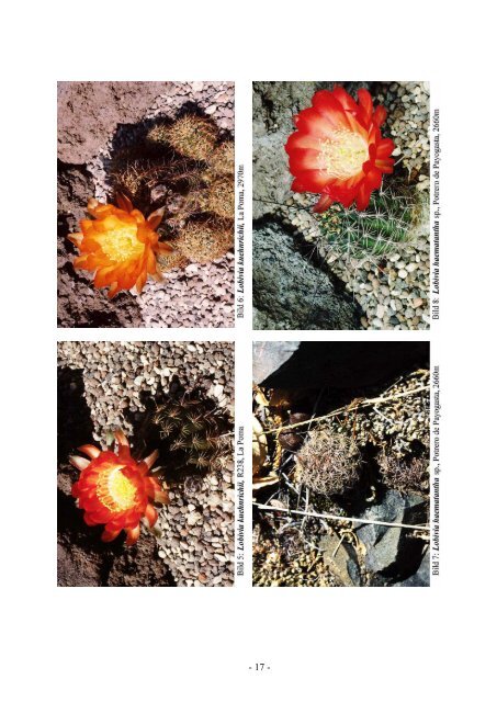 Rebutia fiebrigii