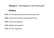 Genregulation bei Prokaryoten Übung 11 ... - OpenWetWare