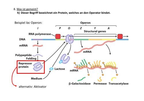 Genregulation bei Prokaryoten Übung 11 ... - OpenWetWare