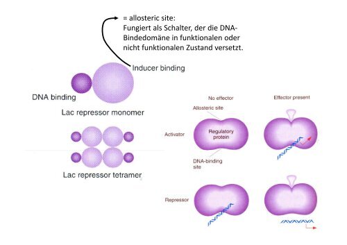 Genregulation bei Prokaryoten Übung 11 ... - OpenWetWare