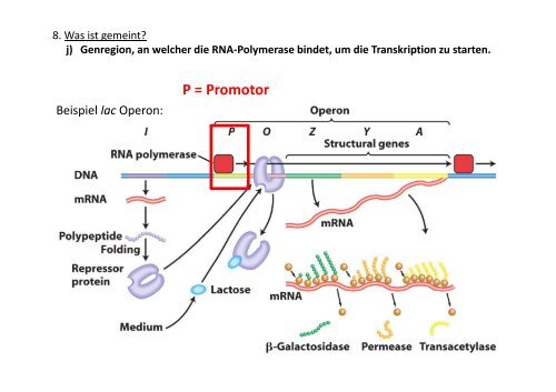 Genregulation bei Prokaryoten Übung 11 ... - OpenWetWare