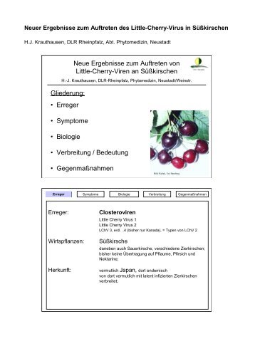 Neue Ergebnisse zum Auftreten von Little-Cherry-Viren an ...