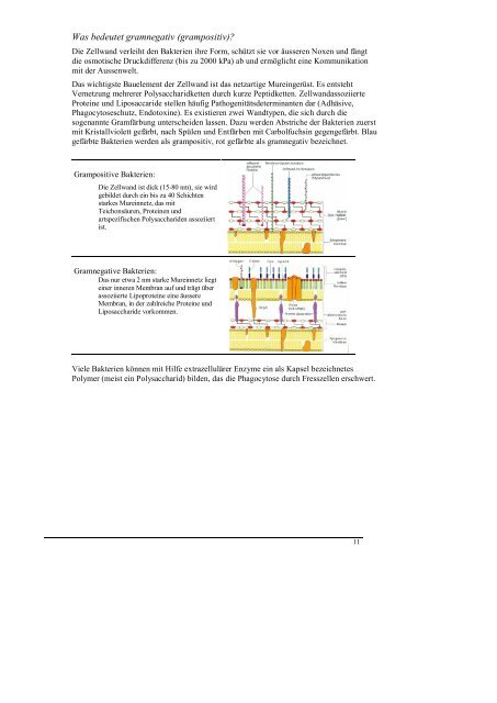 Stoffwechsel- Basics