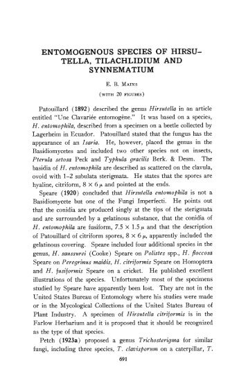 TELLA, TILACHLIDIUM AND SYNNEMATIUM