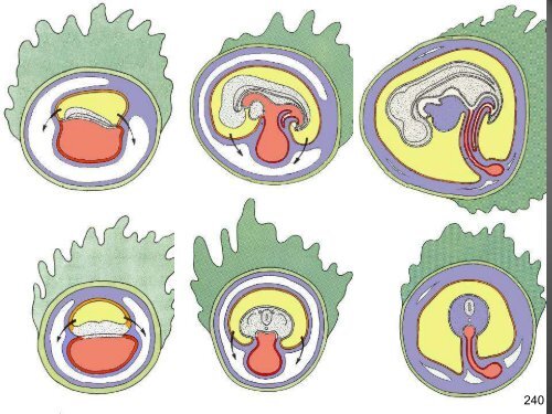 PDF-Datei (14,6 MB) - Osteopathie-Schule Deutschland