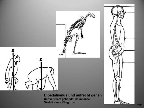 PDF-Datei (14,6 MB) - Osteopathie-Schule Deutschland