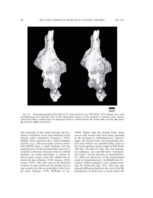 zalambdalestes - American Museum of Natural History