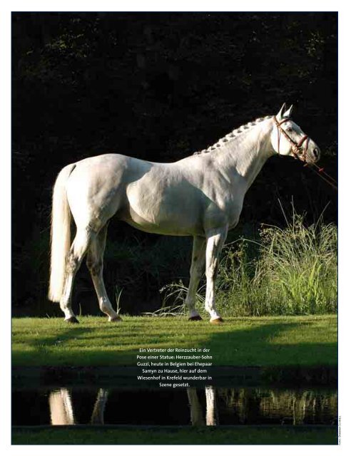 Ein Vertreter der Reinzucht in der Pose einer Statue ... - Der Trakehner