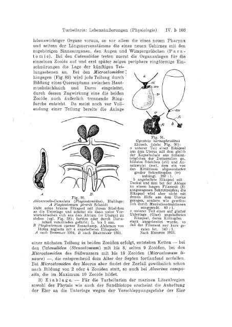 ~tz~ry - Macrostomorpha