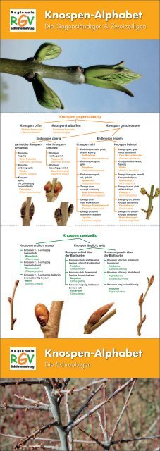 RGV-Knospenschlüssel - Natur Begleiter