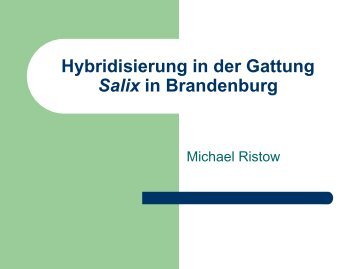 Hybridisierung in der Gattung Salix in Brandenburg