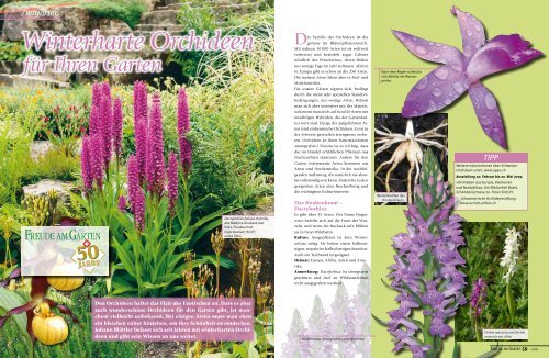Winterharte Orchideen Gartenorchideen Ch