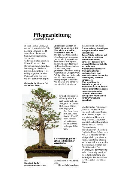 Pflegeanleitung ulmen - Bonsai-Lind