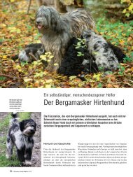 Der Bergamasker Hirtenhund - Schweizer Hunde Magazin