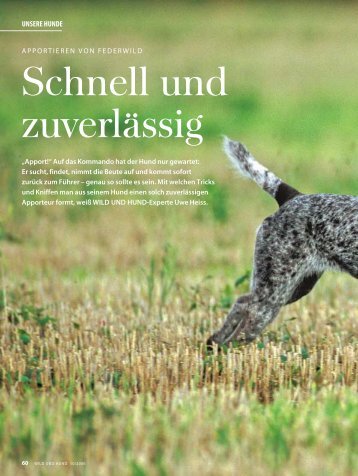 Apport - Wild und Hund