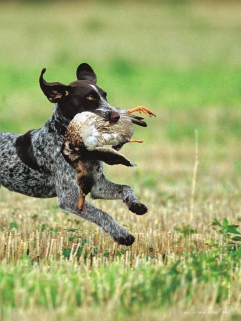 Apport - Wild und Hund