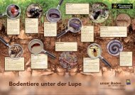 Bodentiere unter der Lupe - umweltberatung