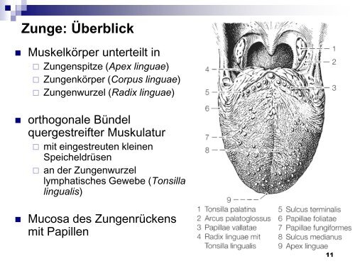 Mundhöhle und Speiseröhre - Dpwolfer.ch