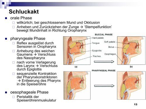 Mundhöhle und Speiseröhre - Dpwolfer.ch