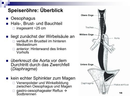 Mundhöhle und Speiseröhre - Dpwolfer.ch