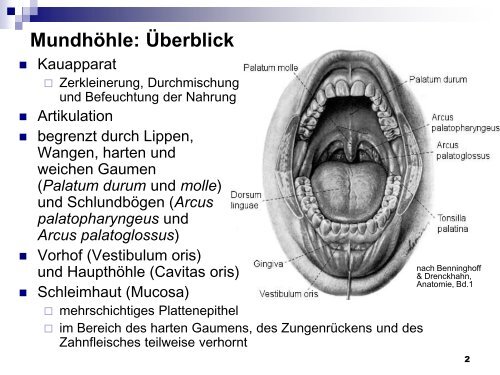 Mundhöhle und Speiseröhre - Dpwolfer.ch