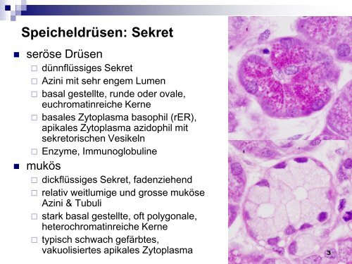 Mundhöhle und Speiseröhre - Dpwolfer.ch