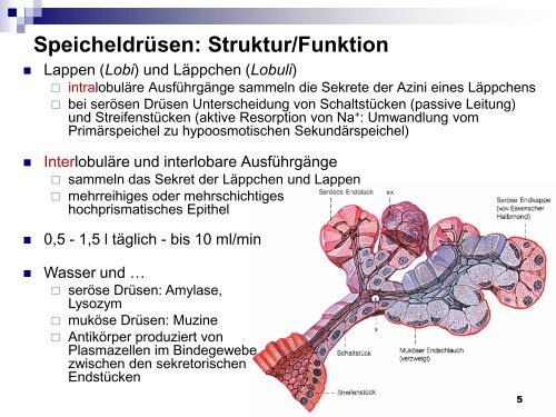 Mundhöhle und Speiseröhre - Dpwolfer.ch