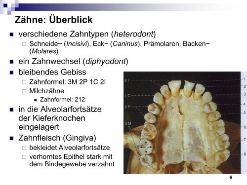 Mundhöhle und Speiseröhre - Dpwolfer.ch