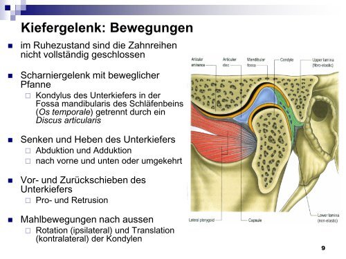 Mundhöhle und Speiseröhre - Dpwolfer.ch