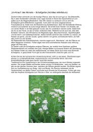 „Un-Kraut“ des Monats – Schafgarbe (Achillea millefolium)