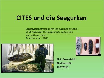 CITES und die Seegurken