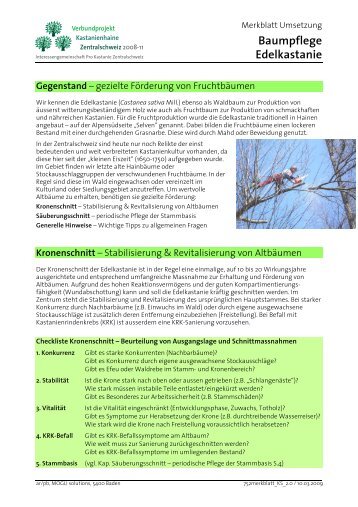 Merkblatt Baumpflege Edelkastanie - Kastanien